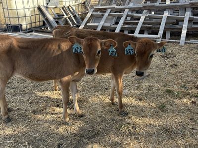 Weaned hiefers ready to roll