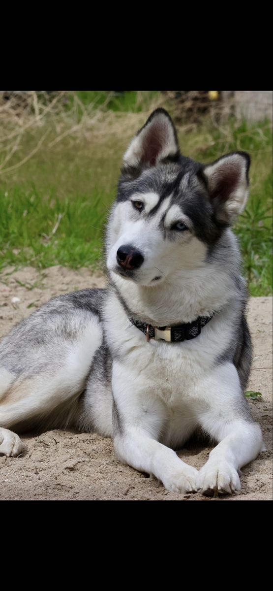 Female Purebred Husky Looking for New Home