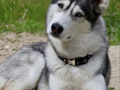 Female Purebred Husky Looking for New Home