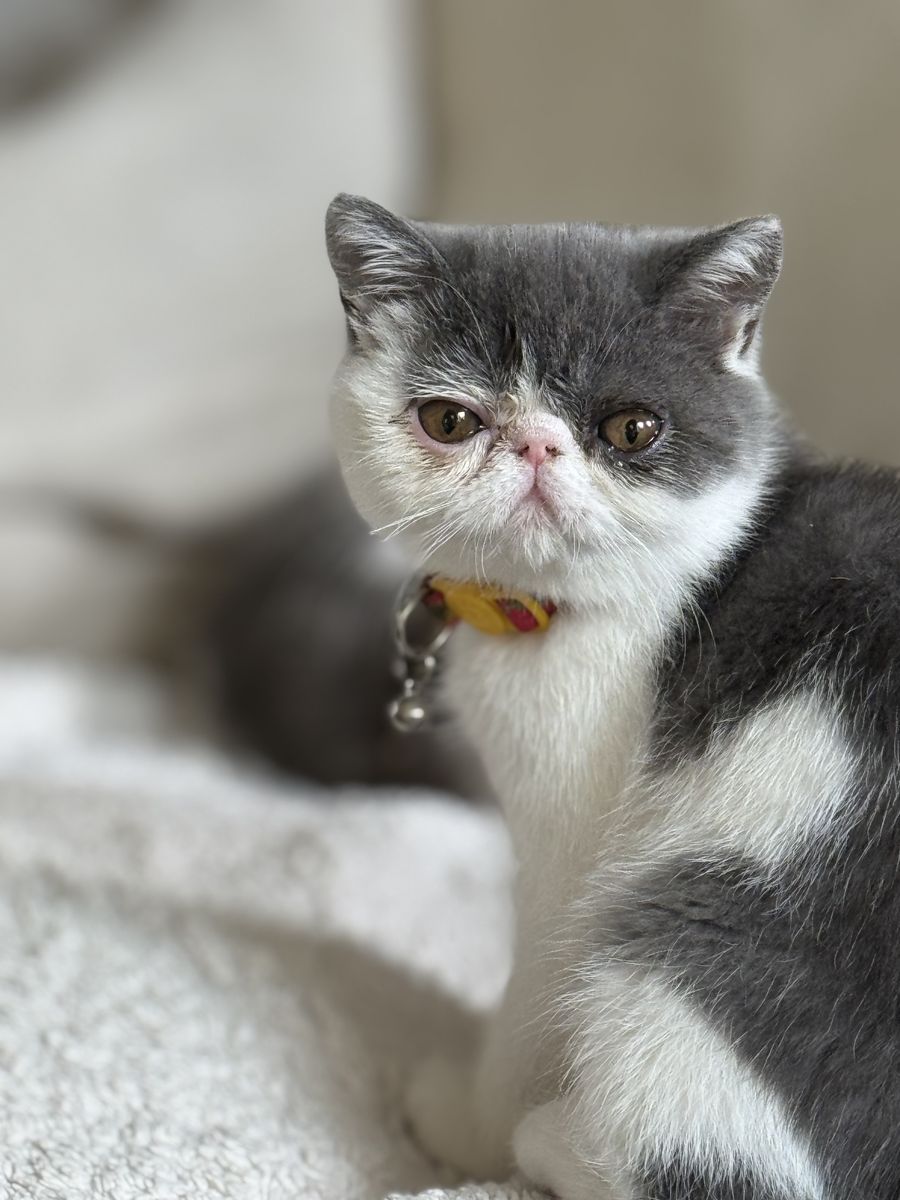 Persian exotic shorthair
