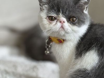 Persian exotic shorthair