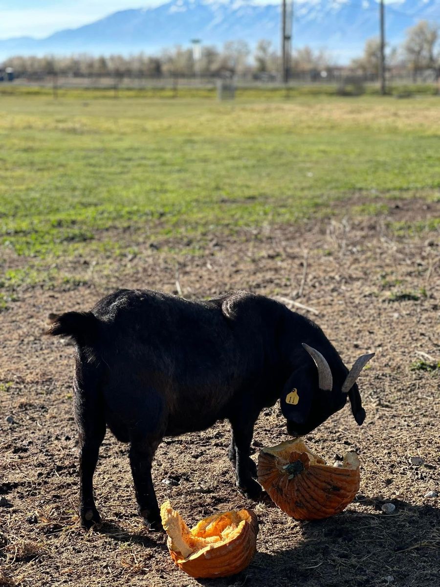 Black Boar Doe