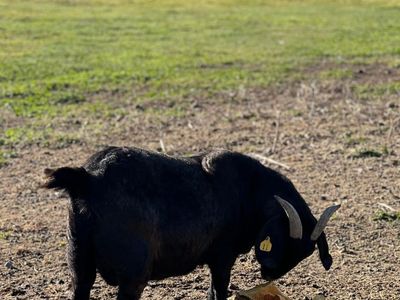 Black Boar Doe