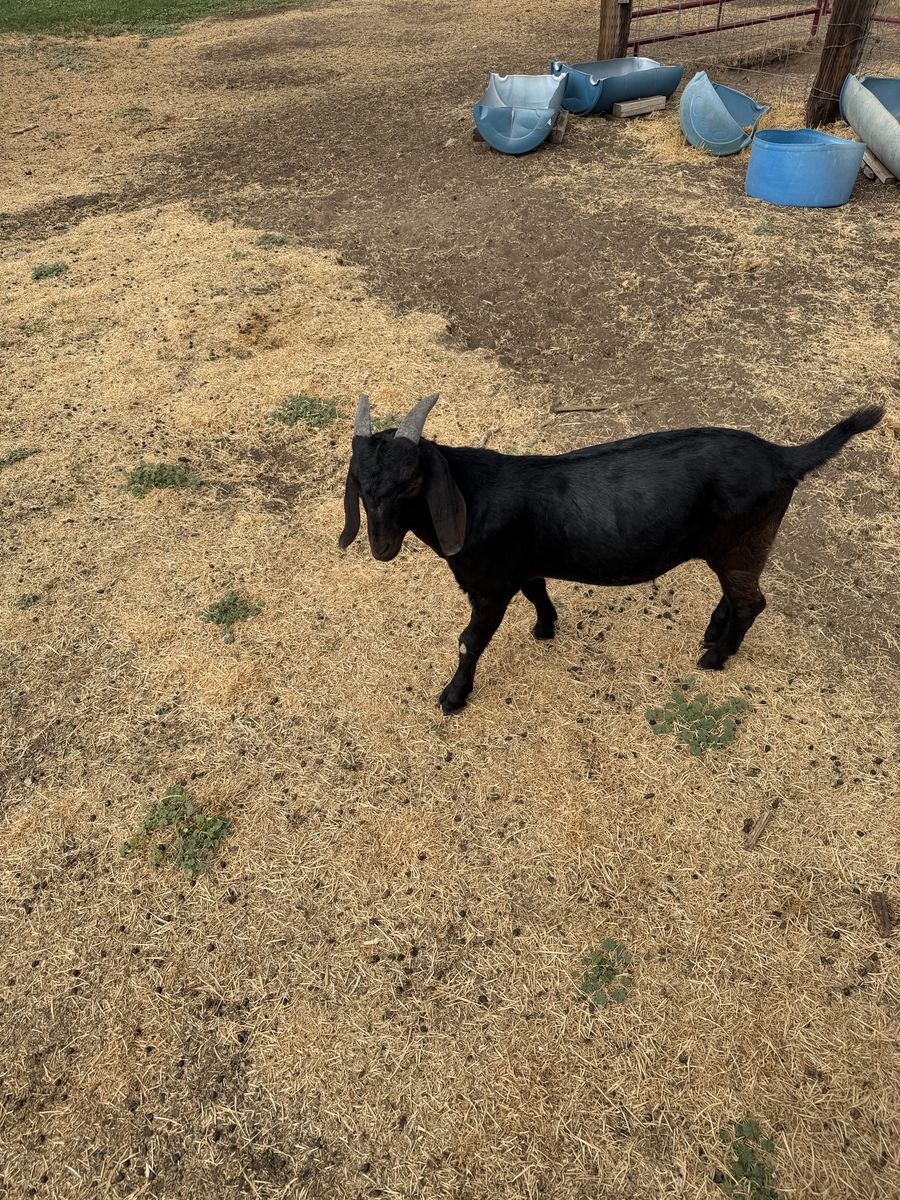 Boer wether for sale 