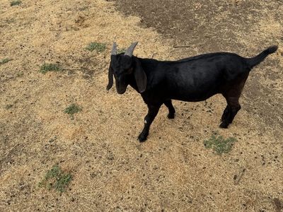 Boer wether for sale