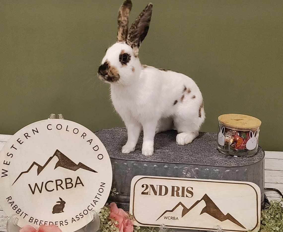 Registered Marked Show Rhinelander Bunny Rabbit Buck