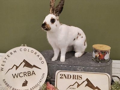 Registered Marked Show Rhinelander Bunny Rabbit Buck