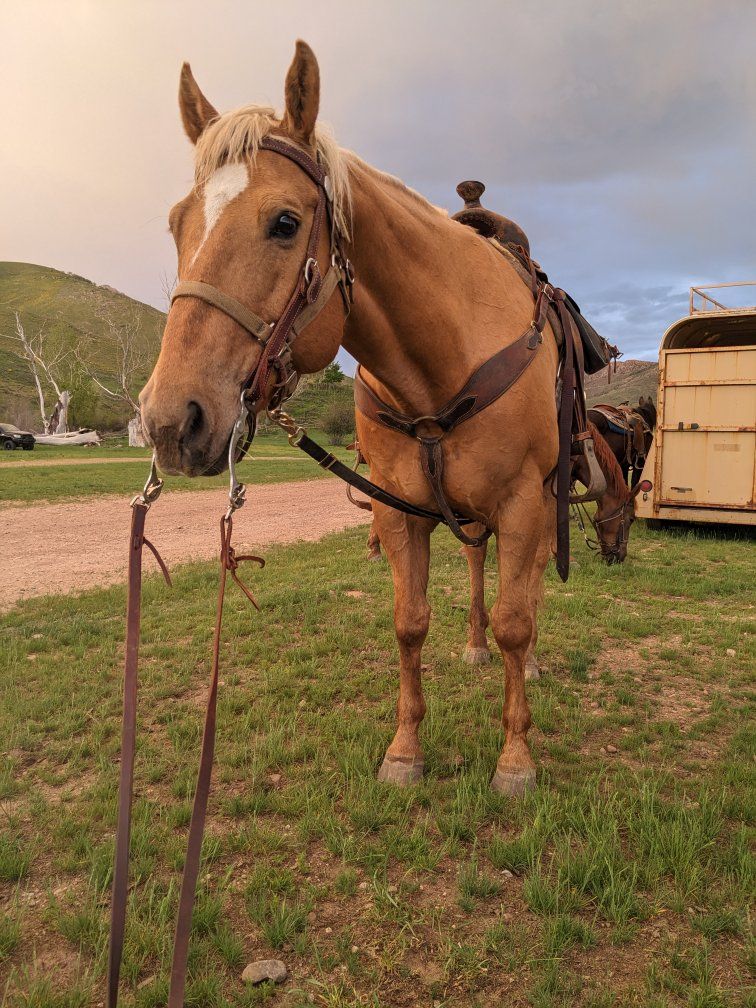 16 H Palomino Gelding