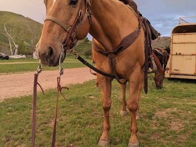 16 H Palomino Gelding