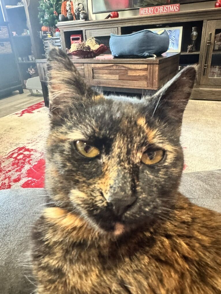 Updated 15 Feb - Missing Female Tortieshell Cat