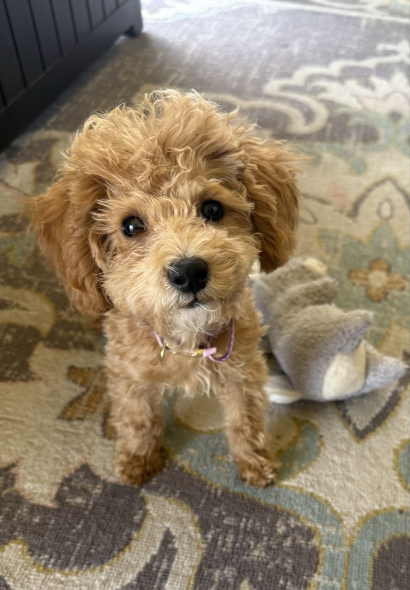 Meet Cookie, the Perfect Mini Poodle - Smart, Cuddly, AKC, Breeding Rights