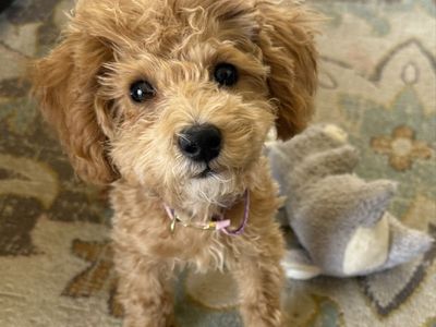 Meet Cookie, the Perfect Mini Poodle - Smart, Cuddly, AKC, Breeding Rights