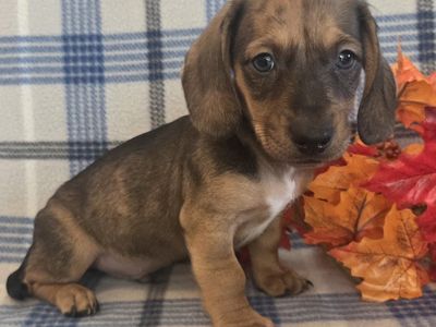 Super Cute Dachshund Puppies!