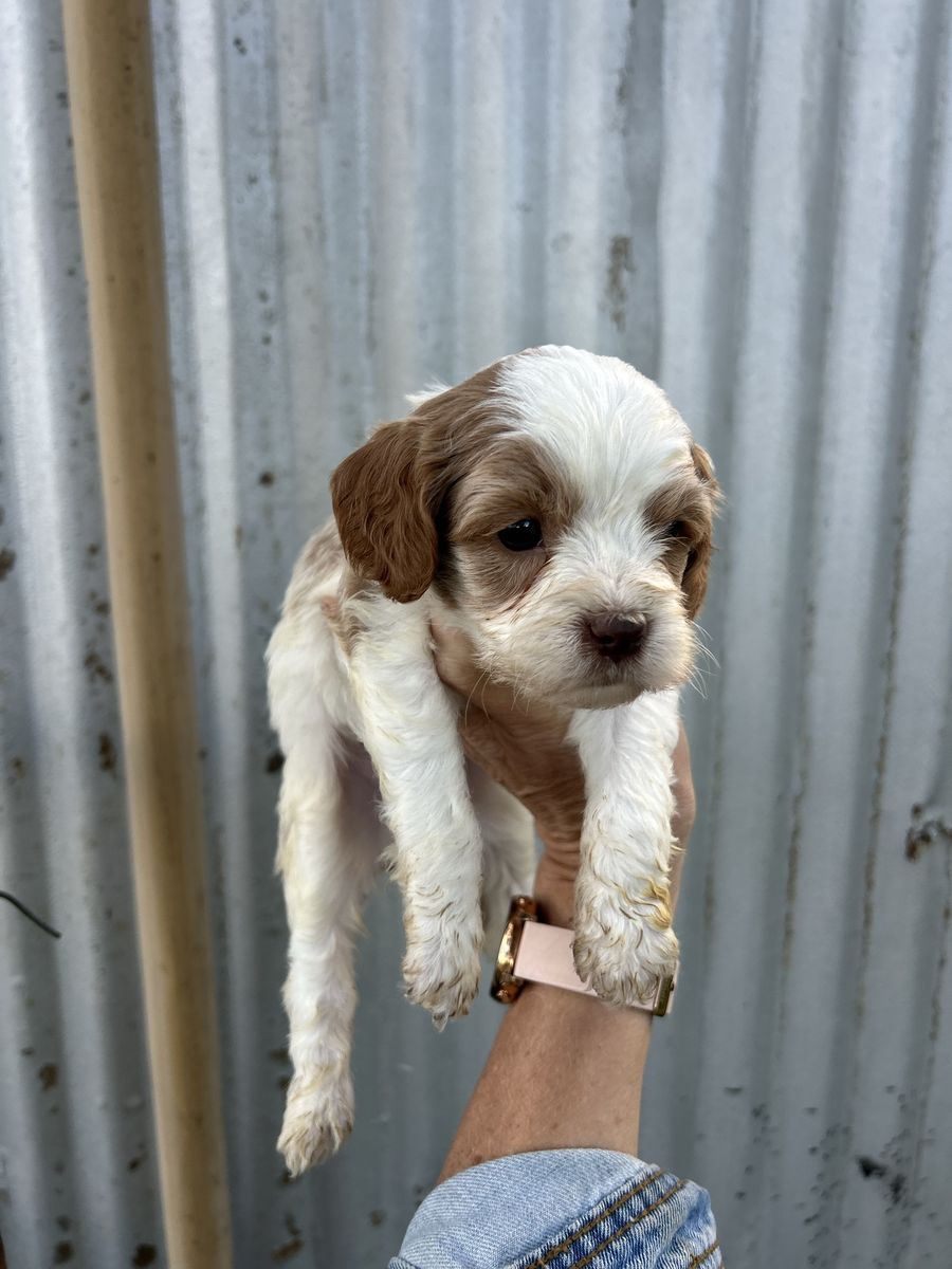 Cavapoo Male puppy