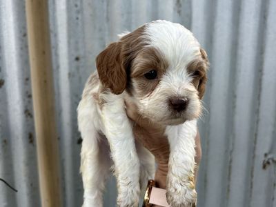 Cavapoo Male puppy