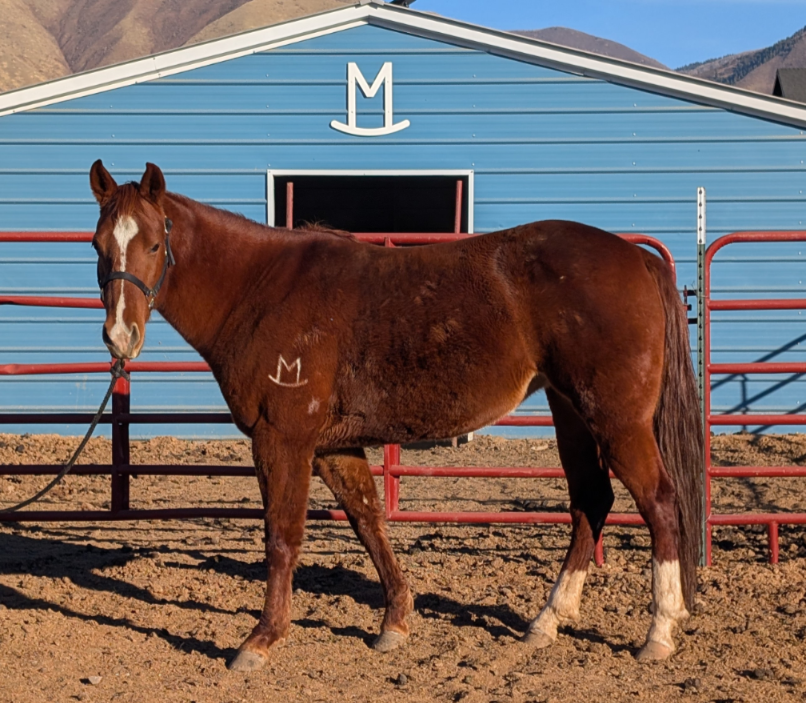 10-yr Registered Missouri Fox Trotter Mare
