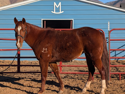10-yr Registered Missouri Fox Trotter Mare