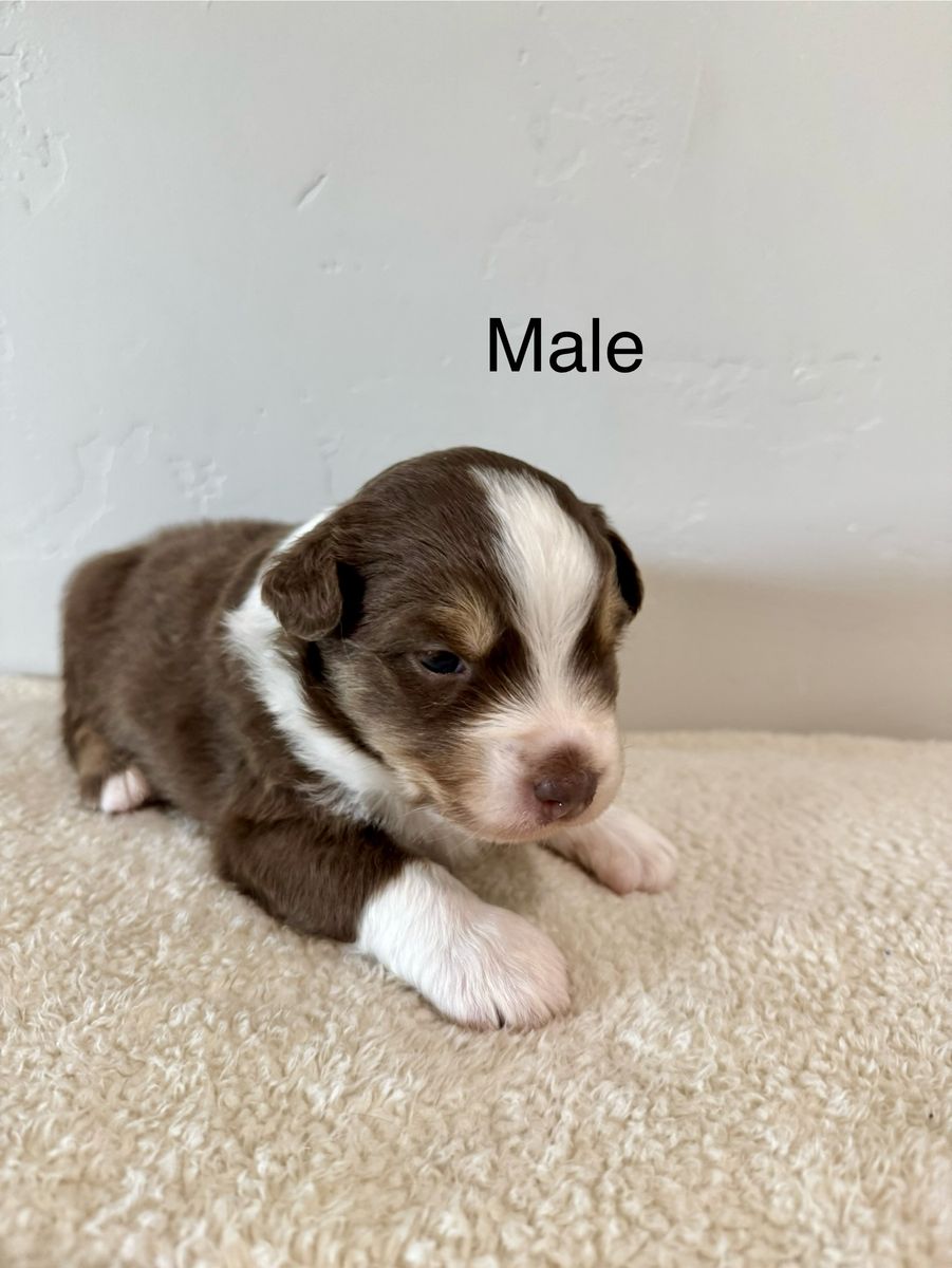 ASCA Full Size Australian Shepherds