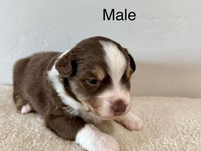 ASCA Full Size Australian Shepherds