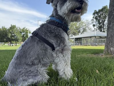 schnauzer stud