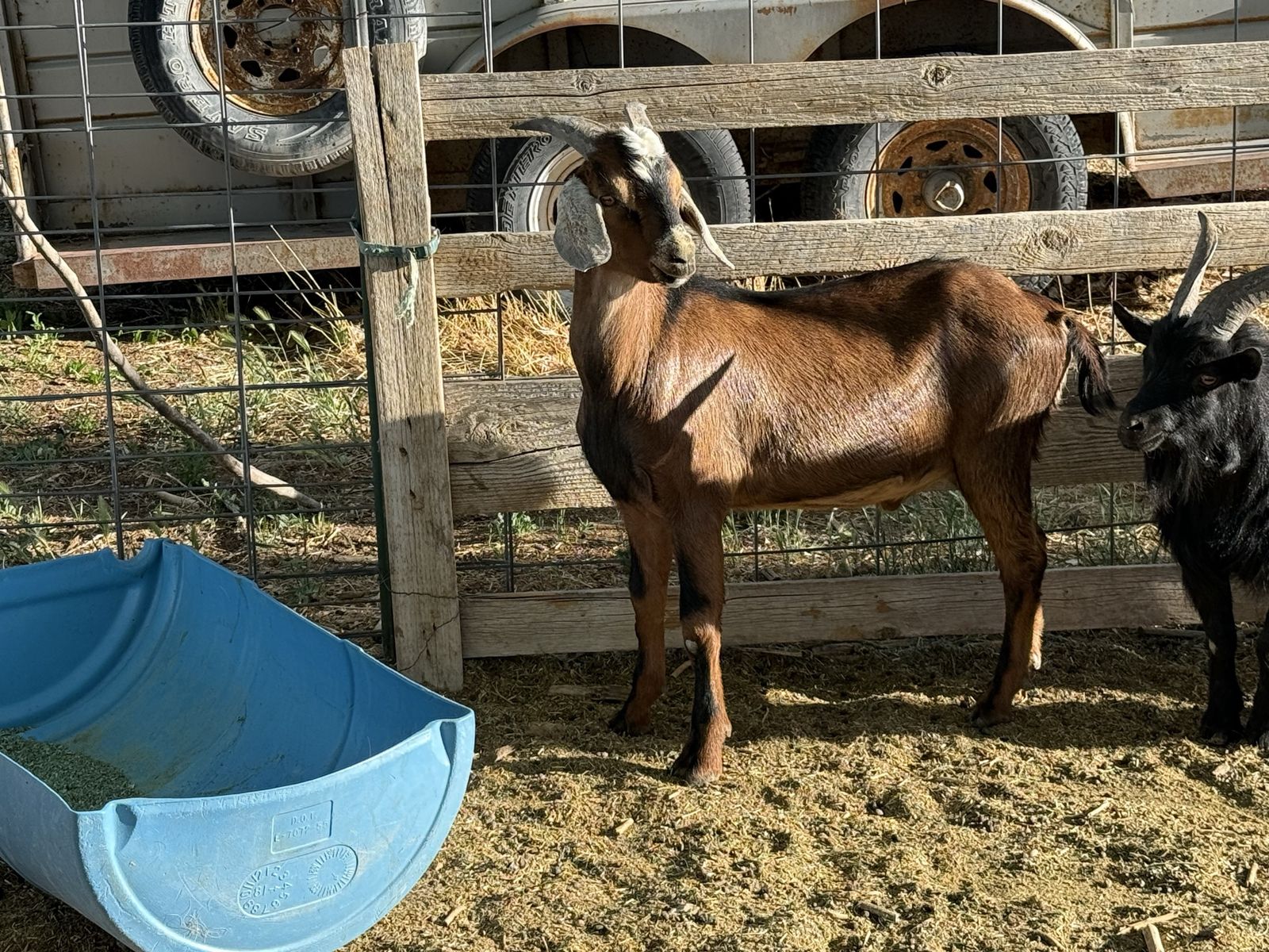 4 Nubian bucks for sale