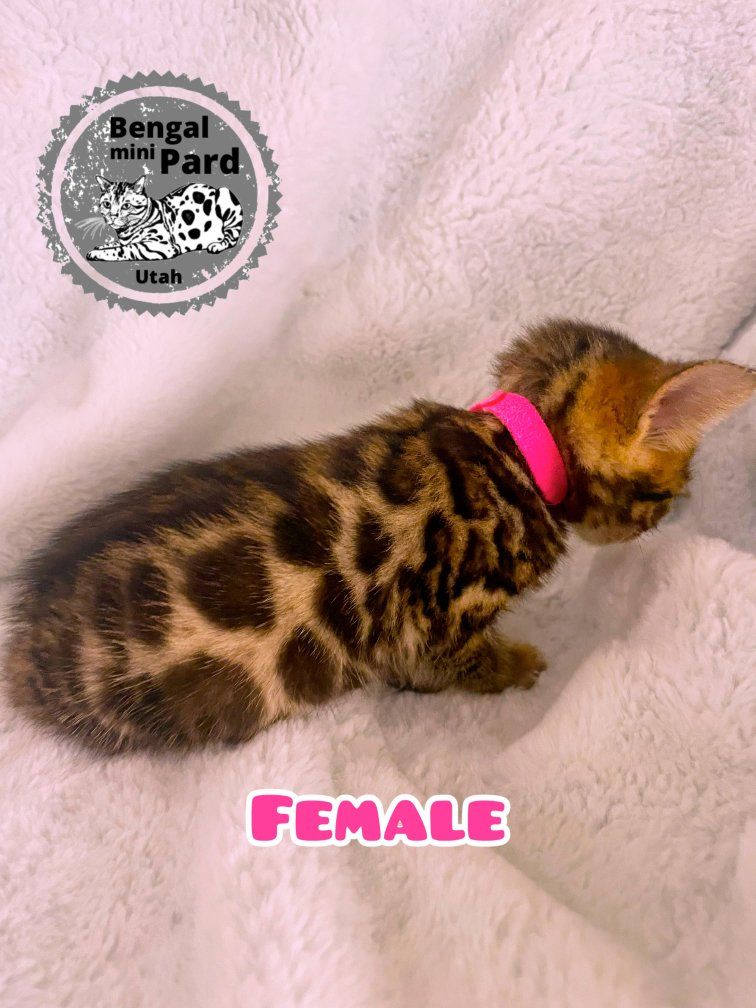 Easter Beautiful Bengal kitten