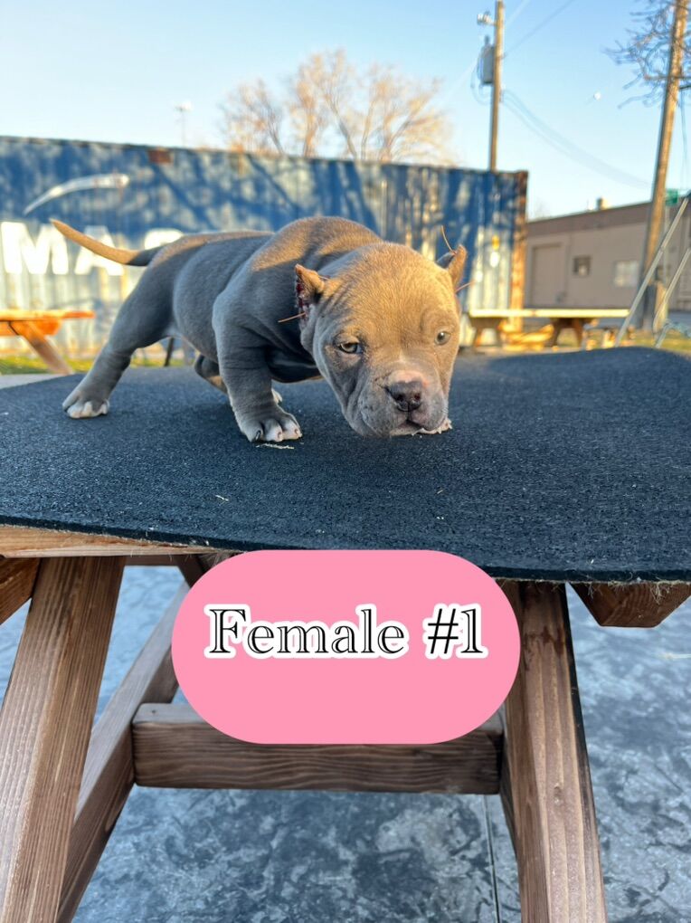 American Bully Pups