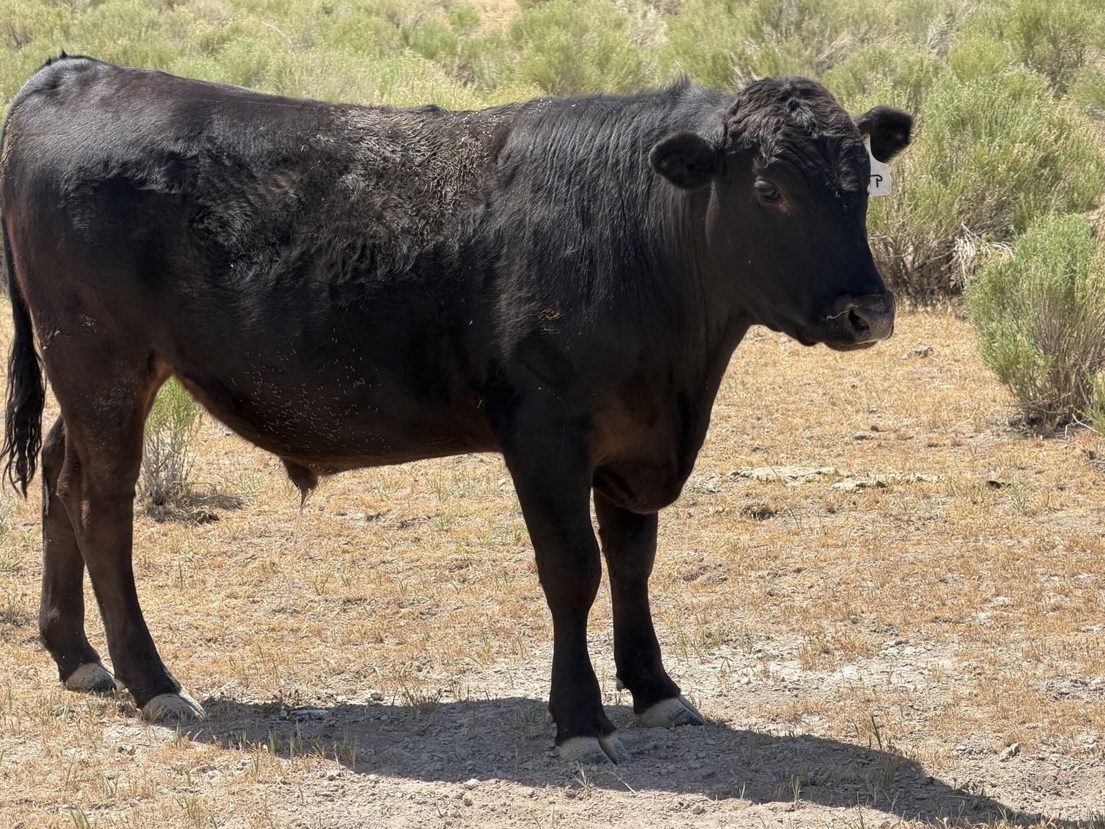 Half waygu steer