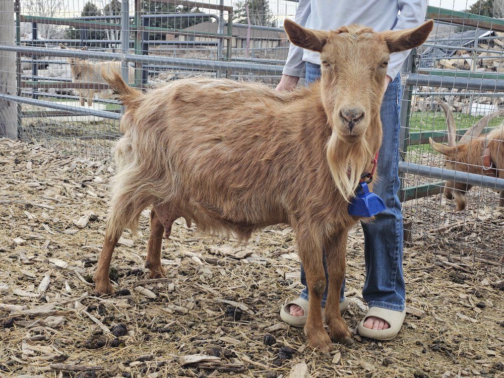 Retired Papered Milking Doe