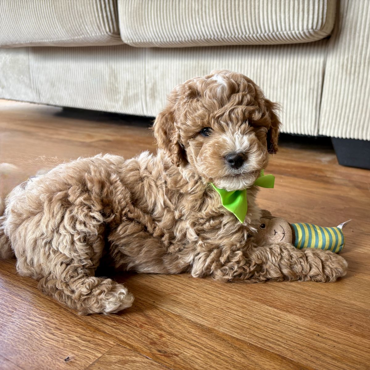 9 week old Bernedoodle pups 30 lbs as adults 8 week old Goldendoodle pups 21 lbs as adults like cavapoo, aussiedoodle, cockapoo