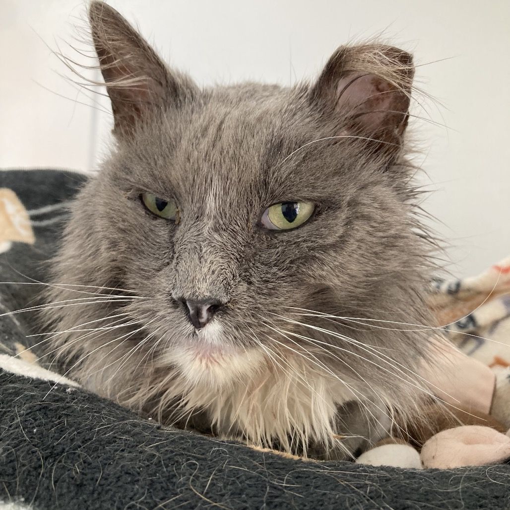 Hello my name is Collier