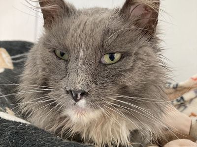 Hello my name is Collier