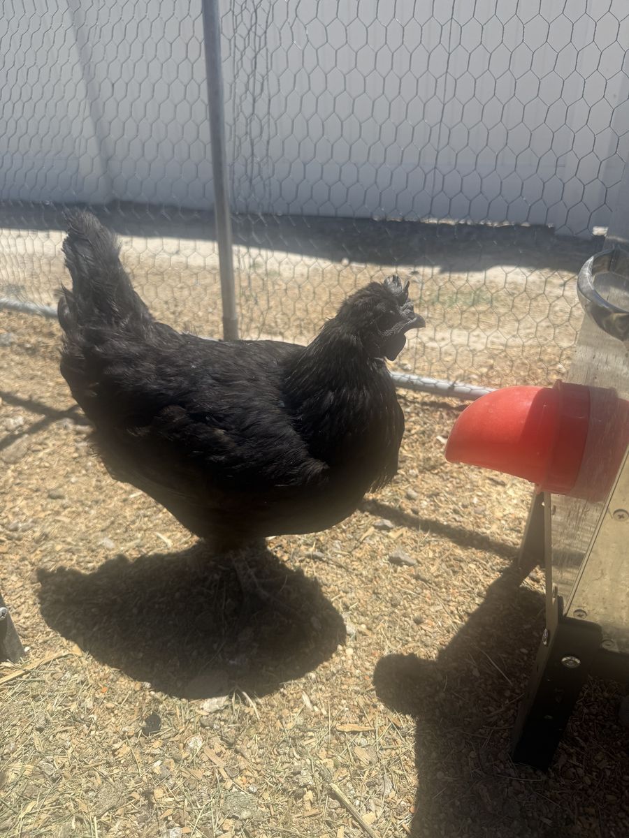 16 month old hens Blue Andulusian, Mystic Onyx and Easter Egger
