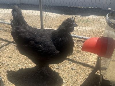 16 month old hens Blue Andulusian, Mystic Onyx and Easter Egger