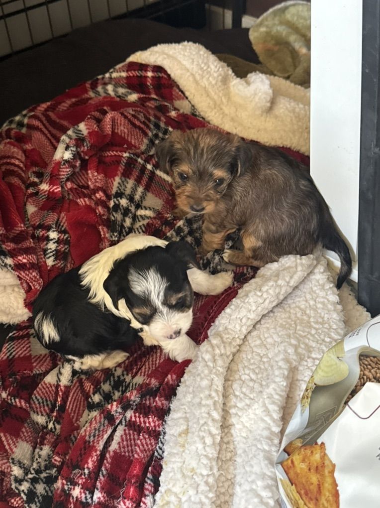 tiny Yorkshire Terrier