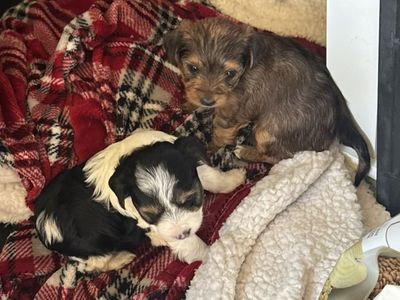 tiny Yorkshire Terrier