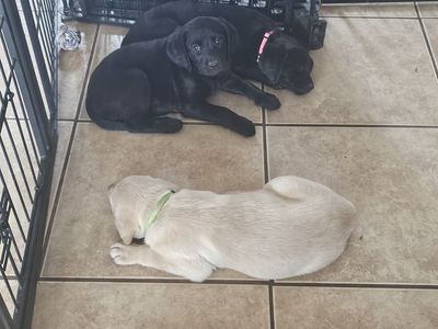Goldador puppies- Golden retriever/lab