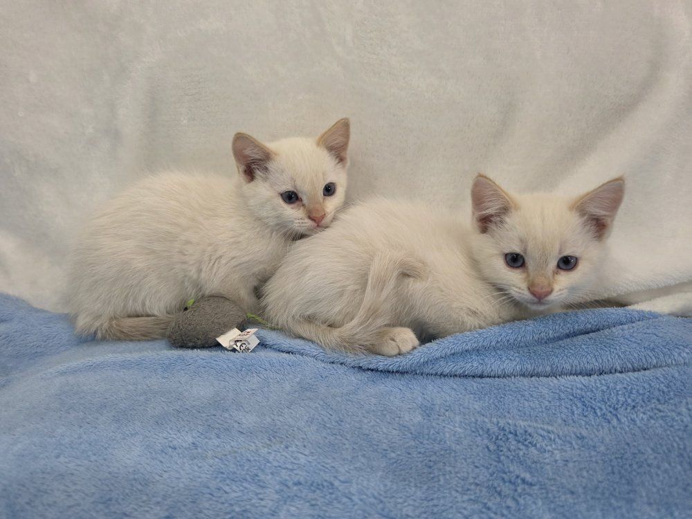 READY NOW! Rare Female Flame Point Twin Sister Kittens