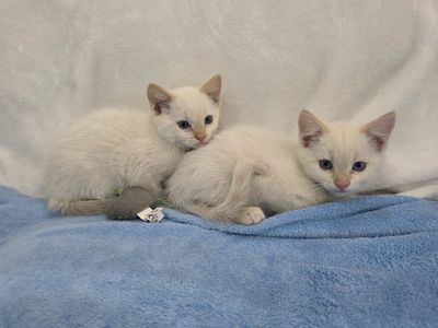 READY NOW! Rare Female Flame Point Twin Sister Kittens