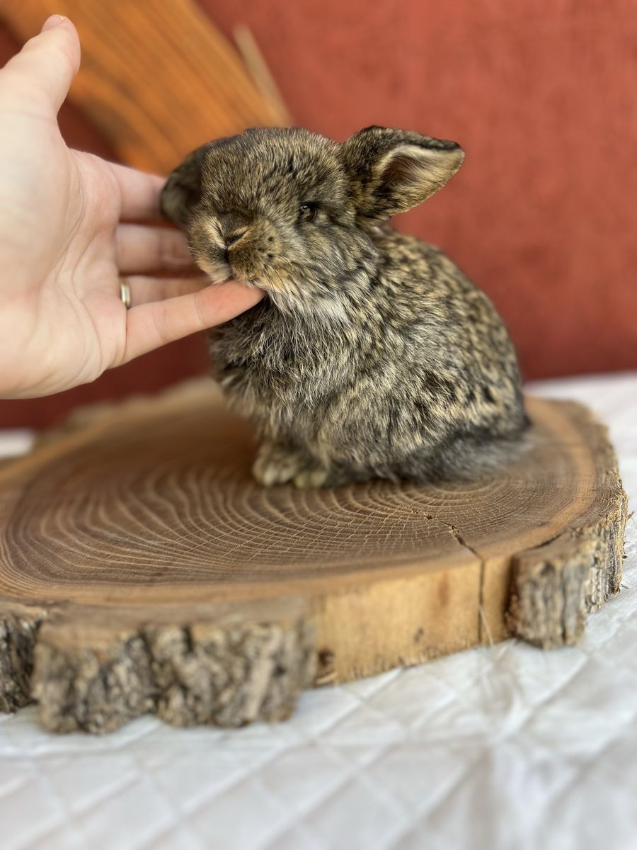 Pedigree Holland lop