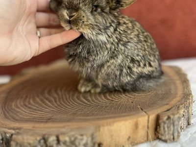 Pedigree Holland lop