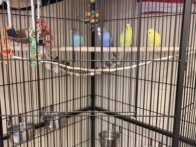Parakeets (x4) And Enclosure For Sale