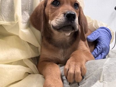 Hello my name is Feta