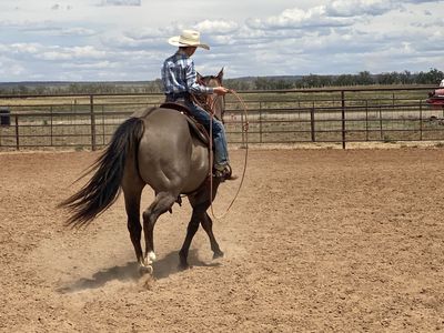 15 Year Old Grulla Gelding