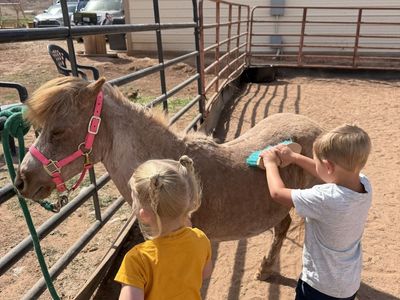Miniature Red Roan Mare