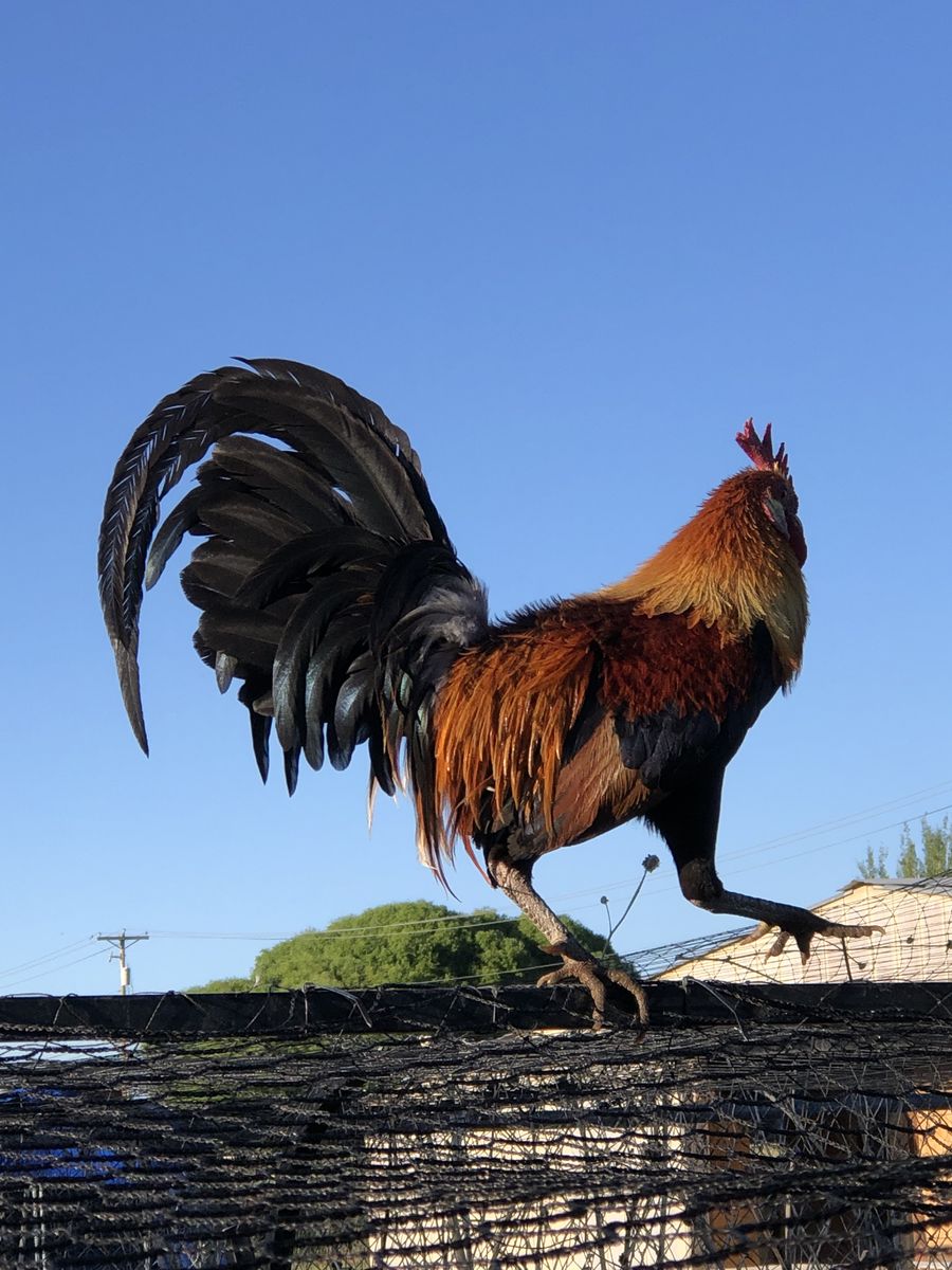 Red Indian Jungle Fowls