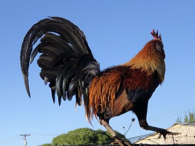Red Indian Jungle Fowls