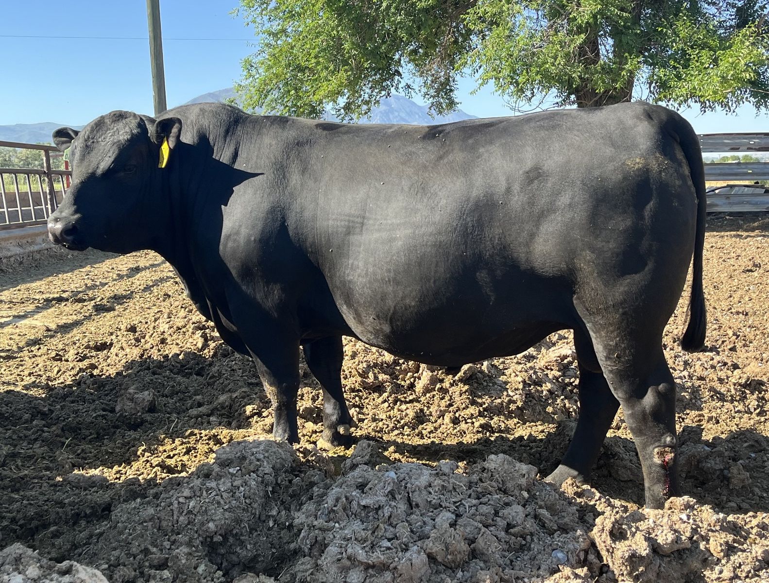 Angus Yearling Bulls