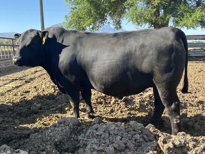 Angus Yearling Bulls