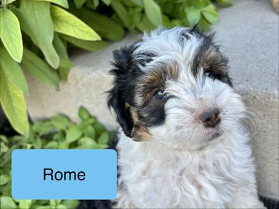 Toy Mini Micro Aussie Doodle Aussiedoodle - Bernadoodle, Mountain Dog, Goldendoodle, Cockapoo